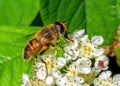 Common Drone Fly - Eristalis tenax feeding on cotoneaster flowers