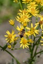 Drone fly on ragwort flowers