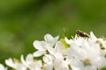 Common drone fly feeding the pollen from the flowers. A branch of a fruit tree with large white flowers on a green background Royalty Free Stock Photo