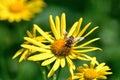 A common drone fly on a leopard`s bane flower in a meadow in the High Tatras in Slovakia