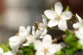 Common drone fly pollinating white flowers in a spring garden. Eristalis tenax or european hoverfly, not bee, feeding pollen Royalty Free Stock Photo