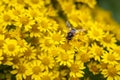 Common Drone Fly on Yellow Ragwort Flowers