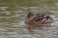 Common Duck swimming nice details Royalty Free Stock Photo