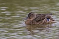 Common Duck swimming nice details