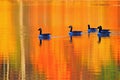 Ducks Golden Pond Royalty Free Stock Photo