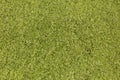 Green common duckweed Royalty Free Stock Photo