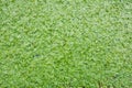 Common Duckweed