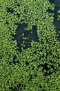 Common duckweed green ( Lemna minor L. ) floating on water in the pond texture. background, top view Dniester Royalty Free Stock Photo