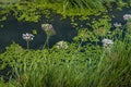 Common duckweed green ( Lemna minor L. ) pond texture. background, rush (Butomus umbellatus) Dniester Royalty Free Stock Photo