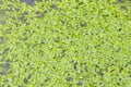 Common duckweed, Lemna minor