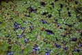 Common duckweed Lemna minor . Botanical macrophotography for illustration lemna on the pond