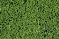 Common duckweed