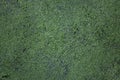 Common duckweed Lemna minor. Royalty Free Stock Photo