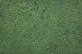 Common duckweed Lemna minor. Royalty Free Stock Photo