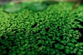 Common duckweed Lemna minor . Full frame texture. Royalty Free Stock Photo