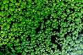 Common duckweed Lemna minor . Full frame texture. Royalty Free Stock Photo