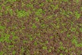 Common duckweed a tiny floating plant forms vibrant green and purple carpets on the surface of still water in a tranquil aquatic Royalty Free Stock Photo