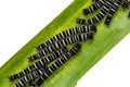 Common Duffer caterpillars Royalty Free Stock Photo