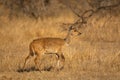 Common duiker, also known as the grey or bush duiker, Sylvicapra grimmia, Kruger National Park Royalty Free Stock Photo