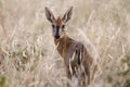 Common Duiker - Etosha National Park - Namibia Royalty Free Stock Photo