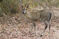 Common duiker in Kruger National park Royalty Free Stock Photo