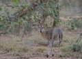 The common duiker (Sylvicapra grimmia), also known as bush duiker, is a small antelope and the only member of Royalty Free Stock Photo