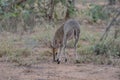 The common duiker (Sylvicapra grimmia), also known as bush duiker, is a small antelope and the only member of Royalty Free Stock Photo