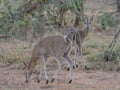 The common duiker (Sylvicapra grimmia), also known as bush duiker, is a small antelope and the only member of Royalty Free Stock Photo