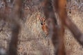 The common duiker Sylvicapra grimmia, also known as the grey or bush duiker is hidden in trees and bush Royalty Free Stock Photo