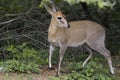 Common duiker, (Sylvicapra grimmia) Royalty Free Stock Photo