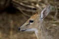 Common duiker, (Sylvicapra grimmia) Royalty Free Stock Photo