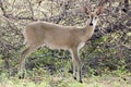 Common duiker, (Sylvicapra grimmia) Royalty Free Stock Photo