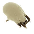 A common dust mite