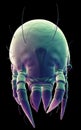 A common dust mite