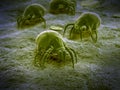 A common dust mite