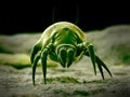 A common dust mite