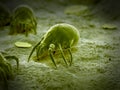 A common dust mite