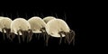 Common dust mites