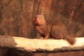 Common dwarf mongoose