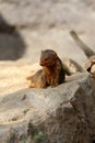 Common dwarf mongoose Royalty Free Stock Photo