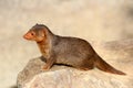 Common dwarf mongoose Royalty Free Stock Photo