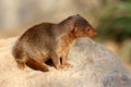 Common dwarf mongoose Royalty Free Stock Photo