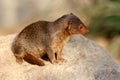 Common dwarf mongoose