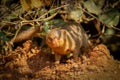 Common dwarf mongoose Helogale parvula, Lake Mburo National Park, Uganda.