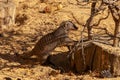 Common dwarf mongoose, Helogale Parvula, small animals life