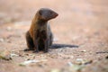 The common dwarf mongoose Helogale parvula, sometimes just called the dwarf mongoose sitting on the ground