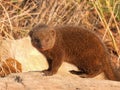 Common dwarf mongoose isolated on a rock Royalty Free Stock Photo