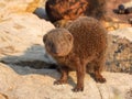 Common dwarf mongoose isolated on a rock Royalty Free Stock Photo