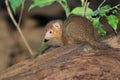 Common dwarf mongoose