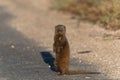 Common dwarf mongoose in the Kruger National Park in South Africa
